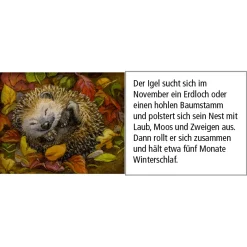 * Advent Decorations & Calendars|Advent Calendar