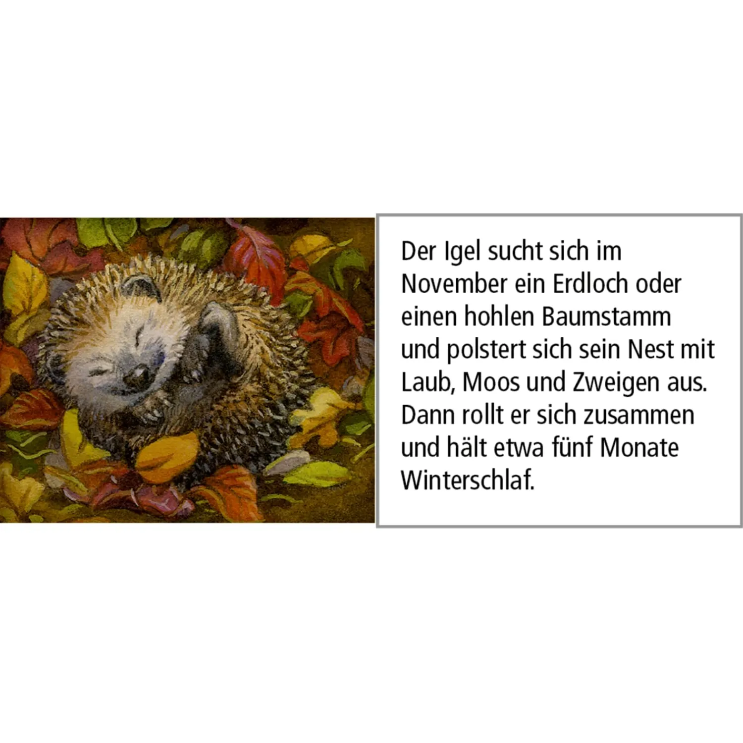 * Advent Decorations & Calendars|Advent Calendar "Animals In The Winter Forest"